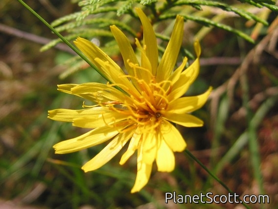 Flower, Gwaii Haanas National Park